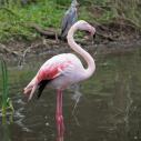 Flamant rose