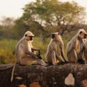 Monkeys at Chittorgarh Fort