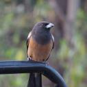 Ranthambhore National Park - Rofous treepie