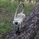 Ranthambhore National Park - Grey langur
