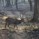 Ranthambhore National Park - Spotted deer