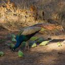 Ranthambhore National Park - Peacock and parakeets