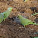 Ranthambhore National Park - Rose ring parakeets