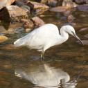Ranthambhore National Park - Little egret