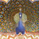Peacock, City Palace, Jaipur