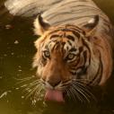 Ranthambhore National Park - Tiger Father (courtesy of Shard Ranthambhore)