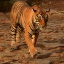 Ranthambhore National Park - Tiger Noor (courtesy of Shard Ranthambhore)