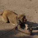 Monkey show, Varanasi