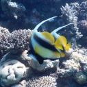 Bannerfish - Poisson cocher