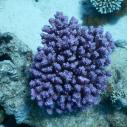 Puple coral - Corail violet