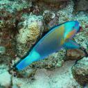 Parrotfish - Perroquet