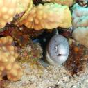 Grey moray - Murène tatouée