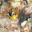 Clownfish - Poisson clown