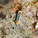 Nudibranche