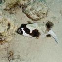 Masked pufferfish - Tétrodon masqué