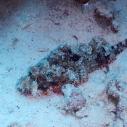 Devil scorpionfish - Rascasse diable