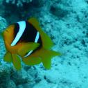 Clownfish - Poisson clown
