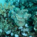 Green coral - Corail vert
