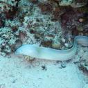 Grey moray - Murène tatouée