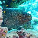 Giant moray - Murène géante