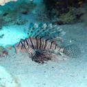 Lionfish - Rascasse
