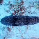 Sea cucumber - Concombre de mer