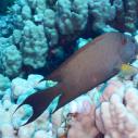 Surgeonfish - Chirurgien