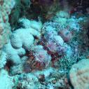 Devil scorpionfish - Rascasse diable