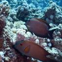 Surgeonfish - Chirurgien