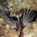 Lionfish - Rascasse volante