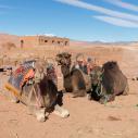 Camels at Ksar Aït Benhaddou