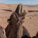 Camels at Ksar Aït Benhaddou
