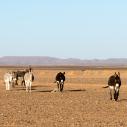 Merzouga donkeys