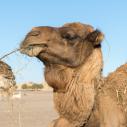 Merzouga camels