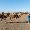 Merzouga camels