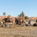 Merzouga camels