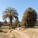 Tinghir palm grove