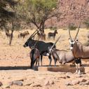 Oryx at waterhole