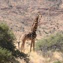 Girafe in Quivertree forest