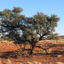 Acacia tree
