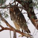 Spotted eagle-owl