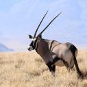 Oryx