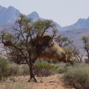 Weaver nest in camel thorn tree