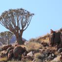 Kokerboom (quiver tree)