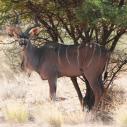 Kudu