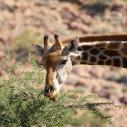 Girafe in Quivertree forest