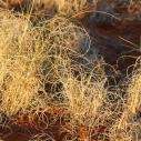 Desert spaghetti grass