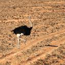 Lonely ostrich