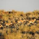 Springboks at sunset