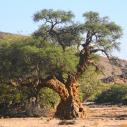 Acacia tree